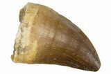 Fossil Mosasaur (Thalassotitan) Tooth - Morocco #345109-1